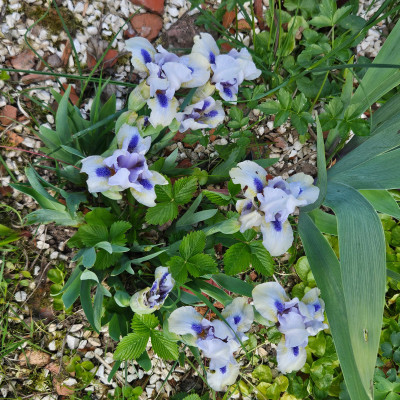 Blue Hope 20260420_120044.jpg