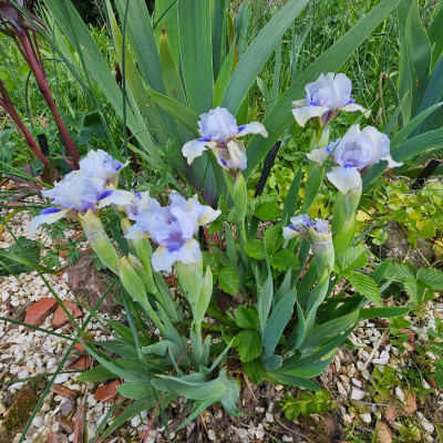 Blue Hope 20260420_120054.jpg