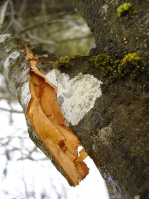 holzbruch.jpg