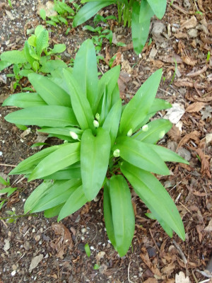 Erste Knospen
