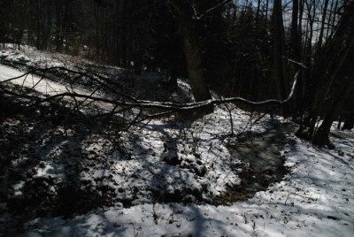 waldweg_jan_nacht2.jpg