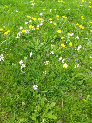 Fruehlingsblumen