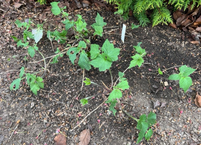IMG_6903.jpeg