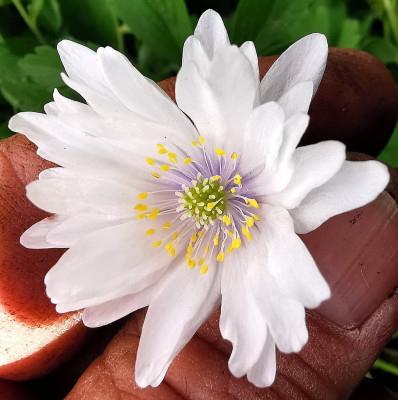 IMG_20260420_151108_Anemone nemorosa Blue Eyes.jpg
