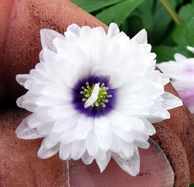 IMG_20260420_150832_Anemone nemorosa Blue Eyes.jpg