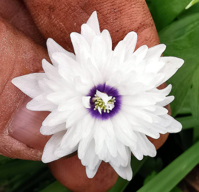 IMG_20260420_150957_Anemone nemorosa Blue Eyes.jpg