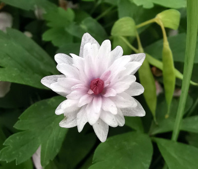 IMG_20260420_150757_Anemone nemorosa_pink-center.jpg
