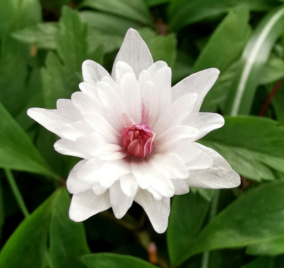 IMG_20260420_151335_Anemone nemorosa pink-center.jpg