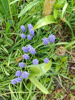 Muscari armeniacum