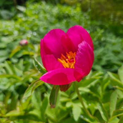 Paeonia officinalis 20240420_140821.jpg