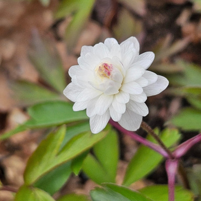 Anemone nemorosa Pink Delight 20260403_162725.jpg