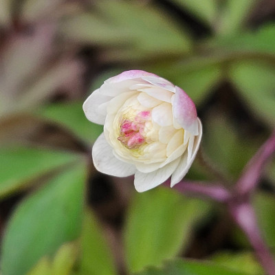 Anemone nemorosa Pink Delight 20260401_135139.jpg