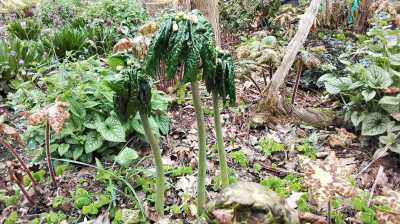 Podophyllum versipelle