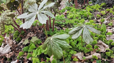 Sinopodophyllum hexandrum