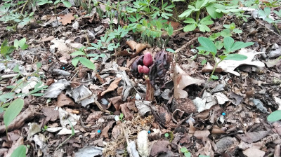 Podophyllum (Dysosma) delavay