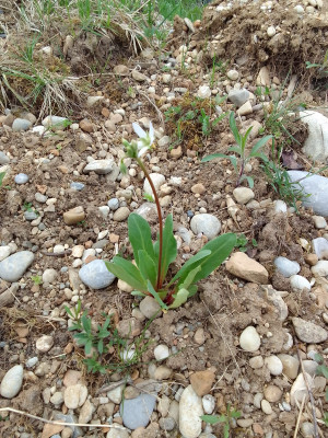 Dodecatheon