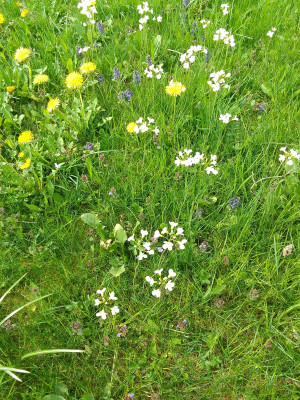 Wiesenschaumkraut