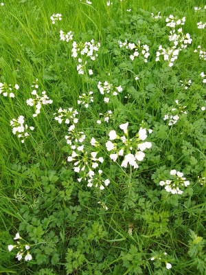 Wiesenschaumkraut