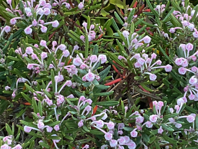 IMG_3071.jpeg