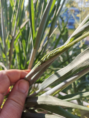 Durum 20260422.jpeg