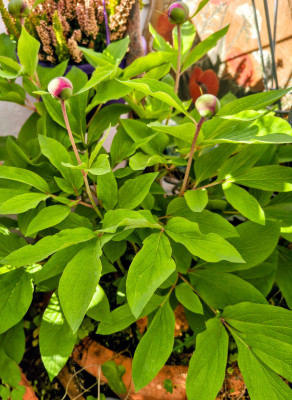 IMG_20260422_102231736_HDR~2.jpg