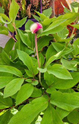 IMG_20260422_102235792_HDR~2.jpg