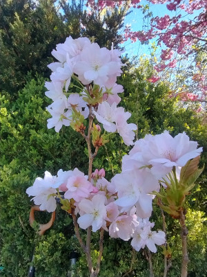 IMG_20260422_112019019_HDR.jpg
