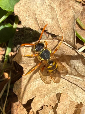 Feld-Wespenbiene (Nomada goodeniana)