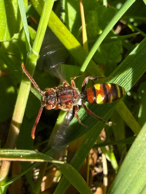 Wespenbiene Nomada