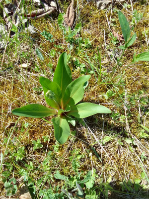 Dodecatheon