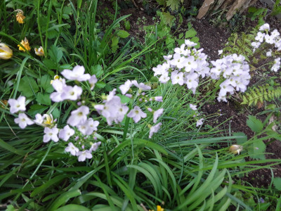 Wiesenschaumkraut