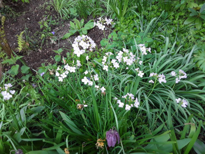 Cardamine pratensis