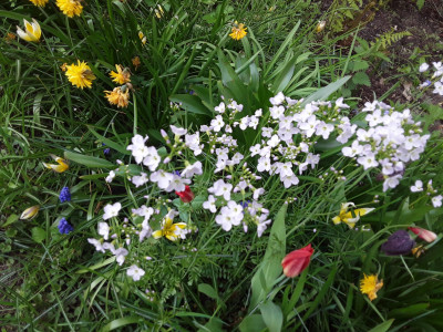 Wiesenschaumkraut