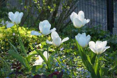 'Purissima'
