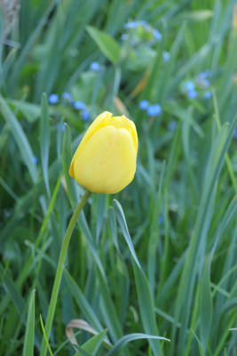 'Golden Apeldoorn'