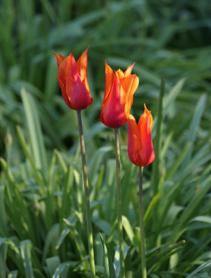 'Ballerina'