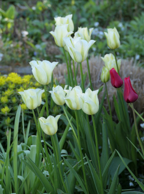 'Spring Green', 'Red Shine'
