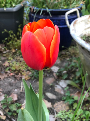 IMG_2136.jpeg