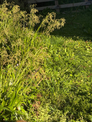 IMG_3218.jpeg