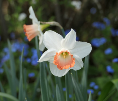 'Pink Charme'