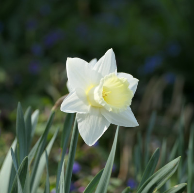 'Mount Hood'