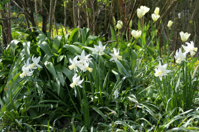 'Jenny'