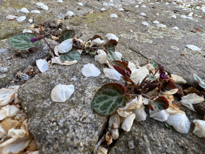 Viola variegata