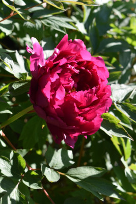 DSC_0970.JPG