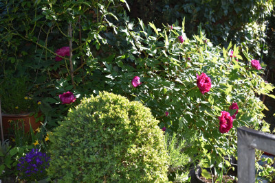 DSC_0963.JPG