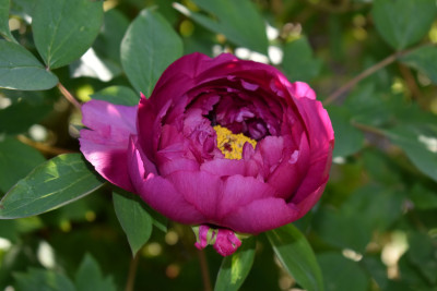 DSC_0965.JPG