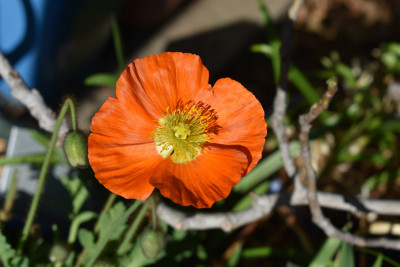 DSC_0969.JPG