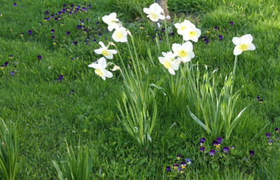 'Papillon Blanc'