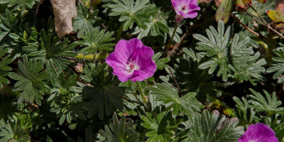 GERANIUM SANGUINEUM MAX FREI.jpg