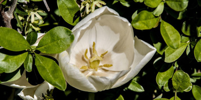 tulpe 1.jpg